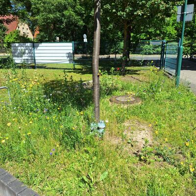 Bild vergr&ouml;&szlig;ern: 2025_06_16 Steinweg-Schule bl&uuml;ht Blumen Bl&uuml;ten