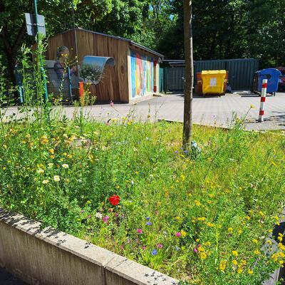 Bild vergr&ouml;&szlig;ern: 2025_06_16 Steinweg-Schule bl&uuml;ht Blumen Bl&uuml;ten