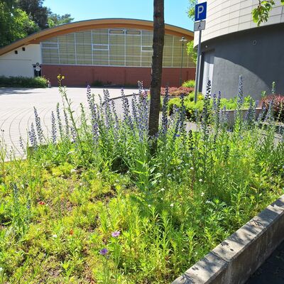 Bild vergr&ouml;&szlig;ern: 2025_06_16 Steinweg-Schule bl&uuml;ht Blumen Bl&uuml;ten