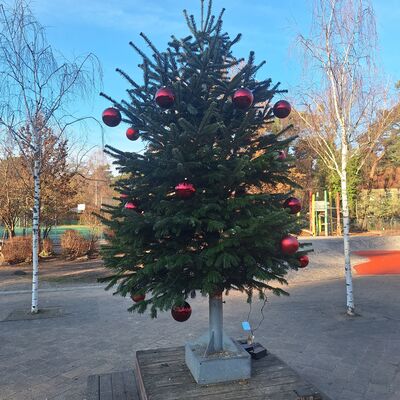 Bild vergr&ouml;&szlig;ern: 2025_12 Steinweg-Schule Weihnachtsbaum