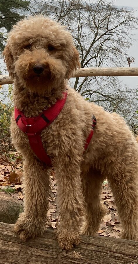 Bild vergr&ouml;&szlig;ern: Schulhund Luna blickt aufmerksam in die Kamera