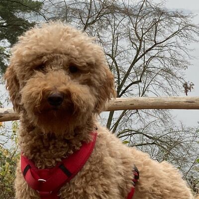 Schulhund Luna blickt aufmerksam in die Kamera