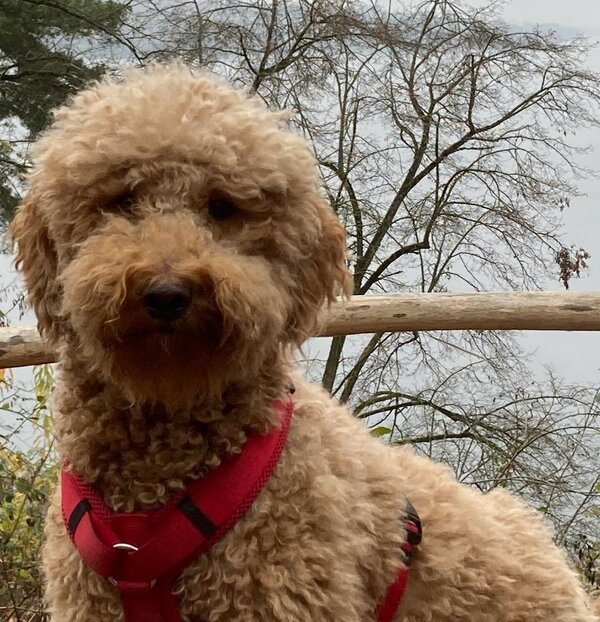 Bild vergr&ouml;&szlig;ern: 2026 Steinweg-Schule Schulhund Luna (6)