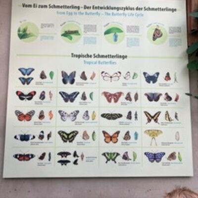 Bild vergr&ouml;&szlig;ern: 2026 Steinweg-Schule Klasse 2a Biosph&auml;re